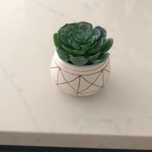 Potted succulent